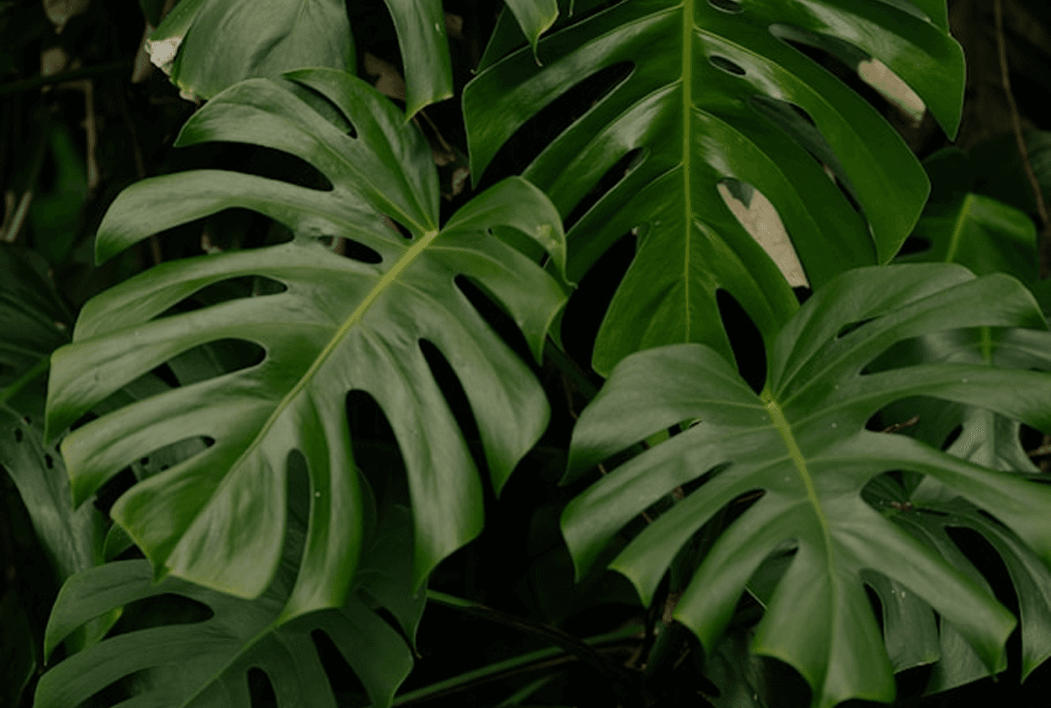 Leaves